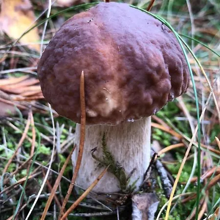 Domek Suzi