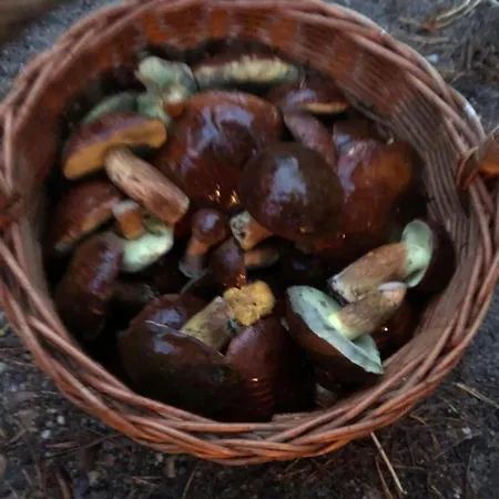 Domek Suzi Σπίτι διακοπών Poddąbie